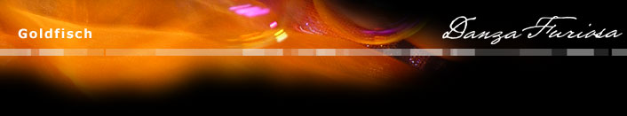 Kontorsion Goldfisch Titelleiste